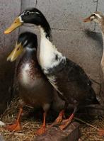 Indische loopeenden,  flessenhals eenden te koop, Dieren en Toebehoren, Meerdere dieren, Eend