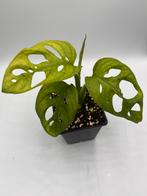Monstera Adansonii Mint, Overige soorten, In pot, Minder dan 100 cm, Bloeiende kamerplant