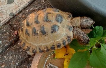 Russische vierteenlandschildpad (Testudo horsfieldii) beschikbaar voor biedingen