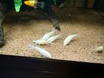 Corydoras albino, Dieren en Toebehoren, Vis