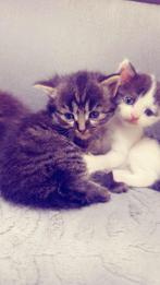 Een hele schattige kitten, Poes, Langharig, 0 tot 2 jaar