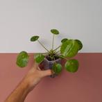 Pilea Peperomioides Mojito - Pannenkoekenplant, Overige soorten, Minder dan 100 cm, Groene kamerplant, Halfschaduw