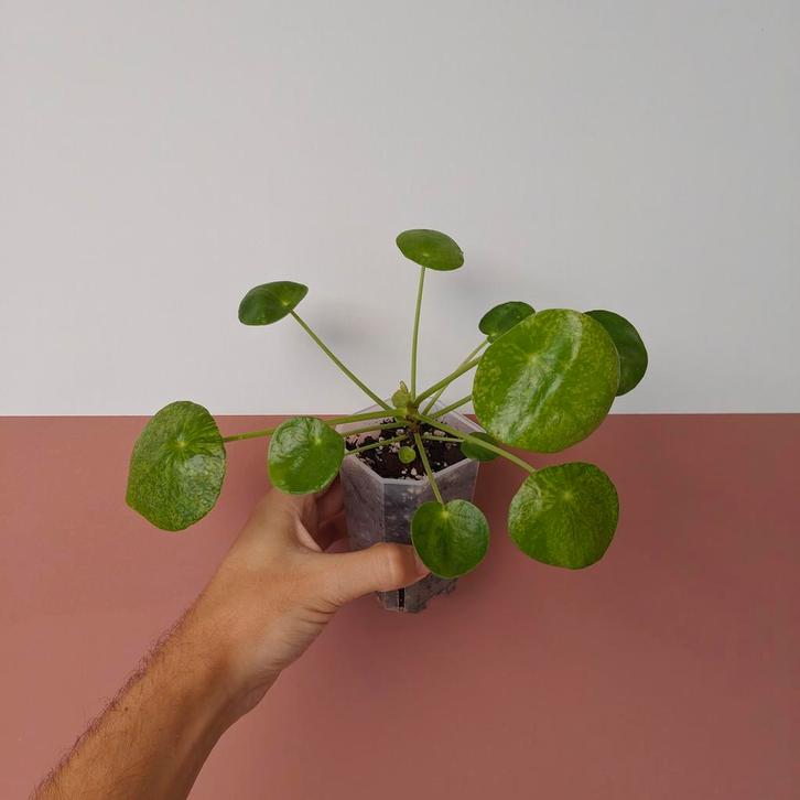 Pilea Peperomioides Mojito - Pannenkoekenplant, Huis en Inrichting, Kamerplanten, Overige soorten, Minder dan 100 cm, Groene kamerplant