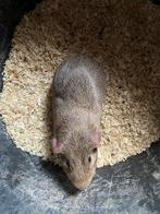 Cavia, Dieren en Toebehoren, Knaagdieren, Cavia, Mannelijk, Mei, Tam