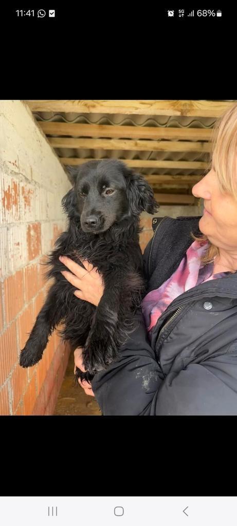 Ontzettend lieve pup ayla, Dieren en Toebehoren, Honden | Niet-rashonden, Middel, Teef, Particulier, Eén hond, Buitenland, 15 weken tot 1 jaar