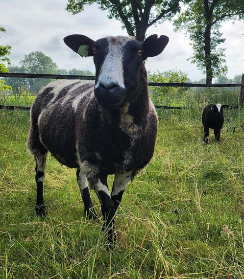 Schapen te koop: Bonte ooi met ooi lam, Dieren en Toebehoren, Schapen, Geiten en Varkens, Schaap, Vrouwelijk