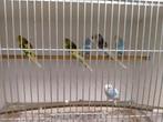 Jonge grasparkieten net zelfstandig super lief, Dieren en Toebehoren, Meerdere dieren, Parkiet, Tam