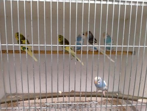 Jonge grasparkieten net zelfstandig super lief, Dieren en Toebehoren, Vogels | Parkieten en Papegaaien, Parkiet, Meerdere dieren