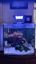 Aqua Medic Blenny Cube, Dieren en Toebehoren, Vissen | Aquaria en Toebehoren, Ophalen, Gebruikt, Gevuld zeewateraquarium
