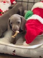 Isabella teckel pups te koop, Dieren en Toebehoren, Parvo, 8 tot 15 weken, Korthaar, Dwerg