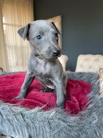Whippet Pups, Dieren en Toebehoren, Honden | Windhonden, Whippet, CDV (hondenziekte), 8 tot 15 weken, Meerdere