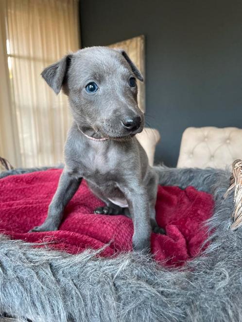 Verkocht! prachtige Whippet pups!, Dieren en Toebehoren, Honden | Windhonden, Meerdere dieren, Whippet, Particulier, Meerdere