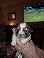 2 schattige snoetjes shih tzu x mini yorkshire /maltezer, Parvo, Overige rassen, 8 tot 15 weken, Meerdere