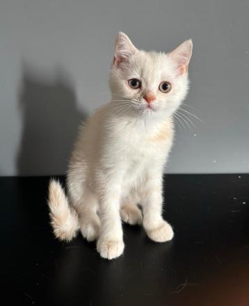 Britse korthaar kitten beschikbaar voor biedingen