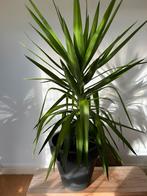 Yucca, groot en mooi rond gegroeid, Elho pot., Ophalen, Yucca, Halfschaduw, 100 tot 150 cm