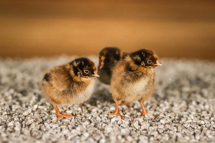 Barnevelder groot kippenkuikens | Gesekst en ingeënt, Dieren en Toebehoren, Pluimvee, Kip, Vrouwelijk