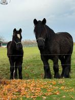 Zwart trekpaard grote maat hengstveulen, Dieren en Toebehoren, Paarden, Minder dan 160 cm, Niet van toepassing, 0 tot 2 jaar, Hengst