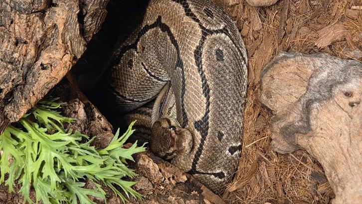 python regius, volwassen vrouw, pinstripe