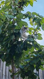 1 lieve kitten, Dieren en Toebehoren, Katten en Kittens | Overige Katten, Meerdere dieren, 0 tot 2 jaar
