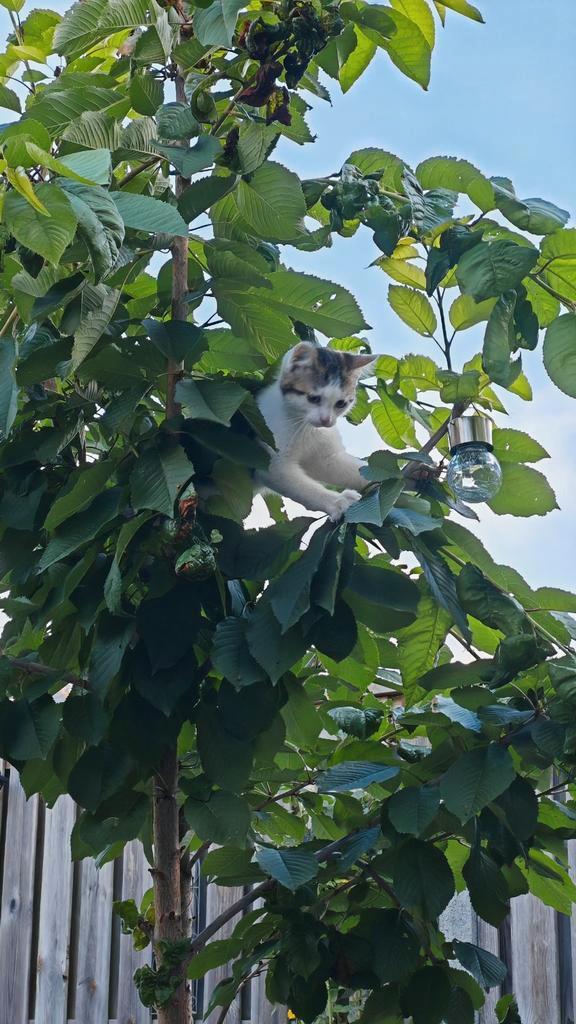1 lieve kitten, Dieren en Toebehoren, Katten en Kittens | Overige Katten, Meerdere dieren, 0 tot 2 jaar