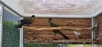 Koppel witwang toerako, Dieren en Toebehoren, Meerdere dieren, Tropenvogel