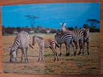 Dieren - Zebra, Ophalen of Verzenden, Ongelopen, Wild dier