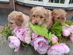 Super schattige labradoodle pups te koop!, Overige rassen, 8 tot 15 weken, Parvo, Meerdere