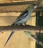 Bleekkop rosella, Dieren en Toebehoren, Meerdere dieren, Parkiet
