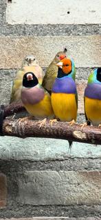 Te koop koppel gouldamadine, Dieren en Toebehoren, Vogels | Overige Vogels, Meerdere dieren, Tropenvogel, Geringd