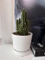 Leuke cactus in pot, Ophalen of Verzenden, In pot, Cactus, Volle zon