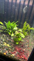 Rode garnalen te koop, Dieren en Toebehoren, Vissen | Aquariumvissen, Kreeft, Krab of Garnaal