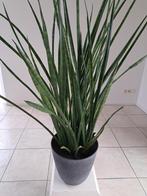 Kamerplant grote Sansevieria met Nieuwe Bloempot, Ophalen, Overige soorten, 100 tot 150 cm