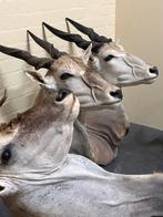 Opgezette Elandantilope Trofeeën, Verzamelen, Dierenverzamelingen, Ophalen