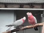 Koppel rose kaketoe, Dieren en Toebehoren, Vogels | Parkieten en Papegaaien, Meerdere dieren, Papegaai, Geringd