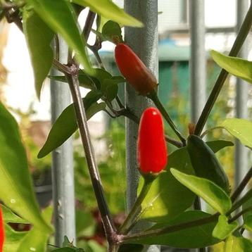 Chacoense peper plant bio beschikbaar voor biedingen