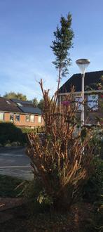Wie kan een gedeeltelijk uitgegraven boom uit grond trekken?, Tuin en Terras, Haardhout, Ophalen