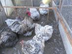 t.k.broedeieren Orpington groot Splash, Dieren en Toebehoren, Pluimvee, Geslacht onbekend, Kip