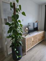 Mooie grote kamerplant, Huis en Inrichting, Kamerplanten, Ophalen, Overige soorten, Halfschaduw, In pot