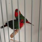 3 koppels roodkop papegaai amadines, Meerdere dieren, Tropenvogel, Geringd