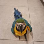 Blauwgele ara, Dieren en Toebehoren, Vogels | Parkieten en Papegaaien, Meerdere dieren, Papegaai, Geringd