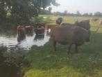 Schotse Hooglanders, Dieren en Toebehoren, Meerdere dieren