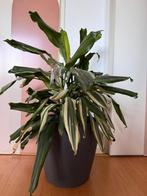 Home plant for sale, Overige soorten, In pot, Minder dan 100 cm, Groene kamerplant