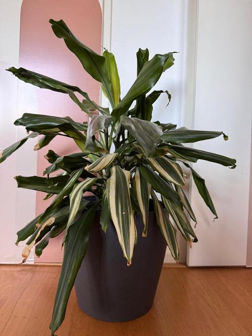 Home plant for sale, Huis en Inrichting, Kamerplanten, Overige soorten, Minder dan 100 cm, Groene kamerplant, Halfschaduw, In pot