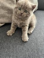 Britse korthaar kittens, 0 tot 2 jaar, Ontwormd, Poes