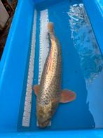 65 cm koi, Dieren en Toebehoren, Vissen | Vijvervissen, Karper of Koi