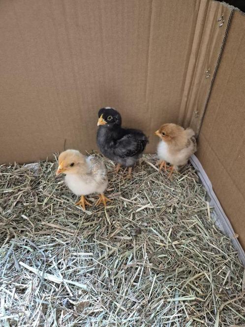 Drie kuikens van twee weken oud, Dieren en Toebehoren, Pluimvee, Kip, Geslacht onbekend