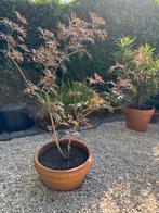 Sambucus Nigra in Italiaanse vorstvrije terracotta pot, Ophalen