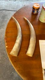 Hoorns, Antiek en Kunst, Ophalen of Verzenden