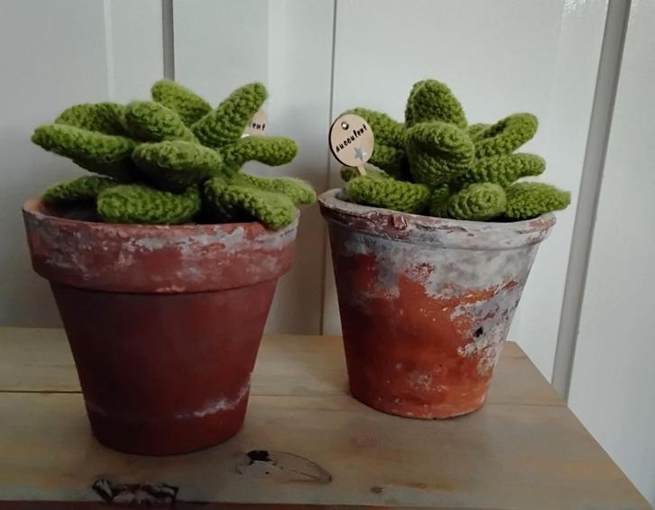Succulent - vetplant - in pot - gehaakt - erg apart - 2 besc, Huis en Inrichting, Woonaccessoires | Kunstplanten en Kunstbloemen