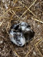 Nhd konijntjes, Geslacht onbekend, Dwerg